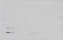 CCL23 Polyclonal Antibody, Biotin, PeproTech , Invitrogen:Antibodies:Primary