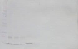 CCL23 Polyclonal Antibody, Biotin, PeproTech , Invitrogen:Antibodies:Primary