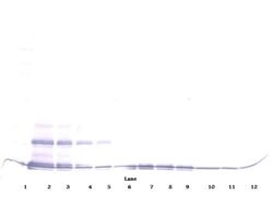 Invitrogen CCL16 Polyclonal Antibody, PeproTech , Invitrogen 50 &mu;g;