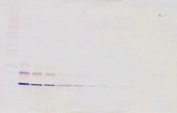 Invitrogen CCL16 Polyclonal Antibody, Biotin, PeproTech , Invitrogen 500