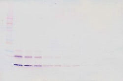 Invitrogen CCL16 Polyclonal Antibody, Biotin, PeproTech , Invitrogen 500