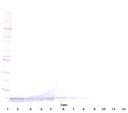 PeproTech DEFA1 Polyclonal Antibody, PeproTech , Invitrogen 50 &mu;g; Unconjugated:Antibodies,