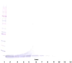 DEFA1 Polyclonal Antibody, Biotin, PeproTech , Invitrogen:Antibodies:Primary