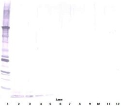 DEFA1 Polyclonal Antibody, Biotin, PeproTech , Invitrogen:Antibodies:Primary