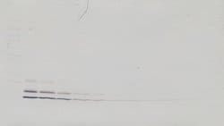 MCP-2 Polyclonal Antibody, Biotin, PeproTech , Invitrogen:Antibodies:Primary