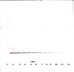 Invitrogen CXCL10 Polyclonal Antibody, PeproTech , Invitrogen 50 &mu;g;