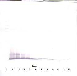 Invitrogen CXCL10 Polyclonal Antibody, PeproTech , Invitrogen 50 &mu;g;