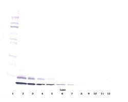 Invitrogen IGF2 Polyclonal Antibody, Biotin, PeproTech , Invitrogen 50