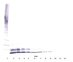 Invitrogen IGF2 Polyclonal Antibody, Biotin, PeproTech , Invitrogen 50