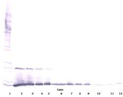 Invitrogen IL-13 Polyclonal Antibody, PeproTech , Invitrogen 50 &mu;g;