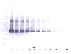 VEGF-165 Polyclonal Antibody, PeproTech , Invitrogen:Antibodies:Primary