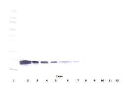 VEGF-165 Polyclonal Antibody, PeproTech , Invitrogen:Antibodies:Primary