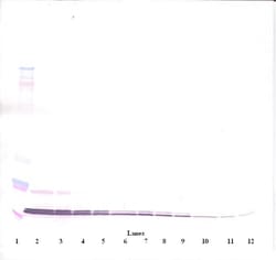 Invitrogen CXCL11 Polyclonal Antibody, Biotin, PeproTech , Invitrogen 500