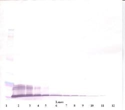 Invitrogen CXCL11 Polyclonal Antibody, Biotin, PeproTech , Invitrogen 500