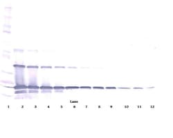 PeproTech RANKL (soluble) Polyclonal Antibody, PeproTech , Invitrogen 1