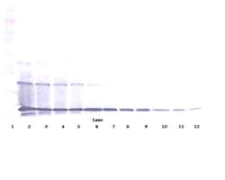 Invitrogen RANKL (soluble) Polyclonal Antibody, PeproTech , Invitrogen
