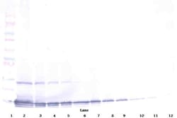 TECK Polyclonal Antibody, PeproTech , Invitrogen:Antibodies:Primary Antibodies