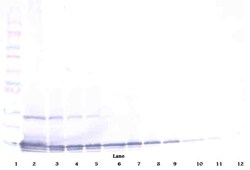 Invitrogen TECK Polyclonal Antibody, Biotin, PeproTech , Invitrogen 25