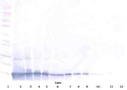 Invitrogen TECK Polyclonal Antibody, Biotin, PeproTech , Invitrogen 25