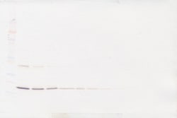 Invitrogen TRAIL (soluble) Polyclonal Antibody, PeproTech , Invitrogen