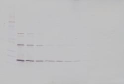TRAIL (soluble) Polyclonal Antibody, Biotin, PeproTech , Invitrogen:Antibodies:Primary