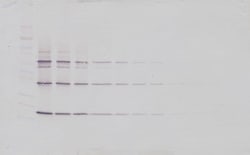 TRAIL (soluble) Polyclonal Antibody, Biotin, PeproTech , Invitrogen:Antibodies:Primary