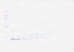 PeproTech TWEAK Polyclonal Antibody, PeproTech , Invitrogen 100 &mu;g;