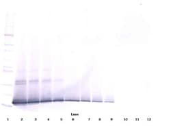 Invitrogen TWEAK Polyclonal Antibody, Biotin, PeproTech , Invitrogen 500