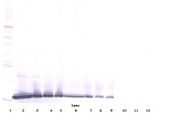 Invitrogen TWEAK Polyclonal Antibody, Biotin, PeproTech , Invitrogen 500