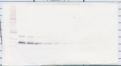 Invitrogen PSPN Polyclonal Antibody, PeproTech , Invitrogen 1 mg; Unconjugated:Antibodies,