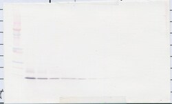 Invitrogen PSPN Polyclonal Antibody, PeproTech , Invitrogen 1 mg; Unconjugated:Antibodies,