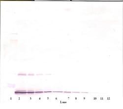 Invitrogen IL-10 Polyclonal Antibody, Biotin, PeproTech , Invitrogen 500