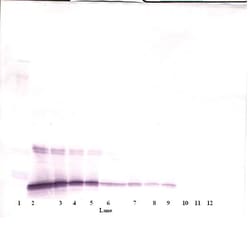 Invitrogen IL-10 Polyclonal Antibody, Biotin, PeproTech , Invitrogen 500