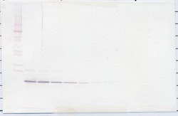 IL-13 Polyclonal Antibody, Biotin, PeproTech , Invitrogen:Antibodies:Primary