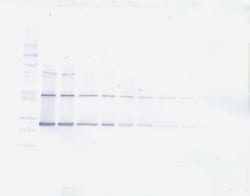 CNTF Polyclonal Antibody, PeproTech , Invitrogen:Antibodies:Primary Antibodies