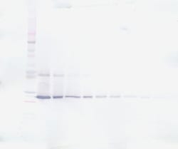 CNTF Polyclonal Antibody, PeproTech , Invitrogen:Antibodies:Primary Antibodies