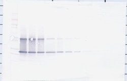 CNTF Polyclonal Antibody, Biotin, PeproTech , Invitrogen:Antibodies:Primary