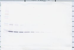 CNTF Polyclonal Antibody, Biotin, PeproTech , Invitrogen:Antibodies:Primary