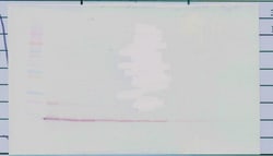 Invitrogen CXCL13 Polyclonal Antibody, PeproTech , Invitrogen 100 &mu;g;