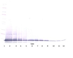 CXCL13 Polyclonal Antibody, Biotin, PeproTech , Invitrogen:Antibodies:Primary