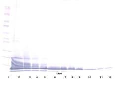 CXCL13 Polyclonal Antibody, Biotin, PeproTech , Invitrogen:Antibodies:Primary