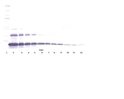 PeproTech TNFR1 (soluble) Polyclonal Antibody, PeproTech , Invitrogen:Antibodies:Primary