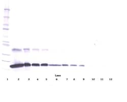 PeproTech TNFR1 (soluble) Polyclonal Antibody, PeproTech , Invitrogen:Antibodies:Primary