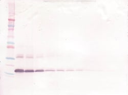 TNFR1 (soluble) Polyclonal Antibody, Biotin, PeproTech , Invitrogen:Antibodies:Primary