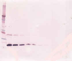 TNFR1 (soluble) Polyclonal Antibody, Biotin, PeproTech , Invitrogen:Antibodies:Primary