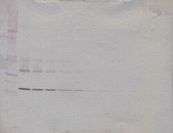 PeproTech RANK (soluble) Polyclonal Antibody, PeproTech , Invitrogen:Antibodies:Primary