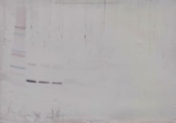 PeproTech RANK (soluble) Polyclonal Antibody, PeproTech , Invitrogen:Antibodies:Primary