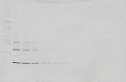 Invitrogen RANK (soluble) Polyclonal Antibody, Biotin, PeproTech , Invitrogen
