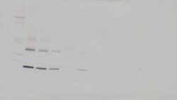 Invitrogen RANK (soluble) Polyclonal Antibody, Biotin, PeproTech , Invitrogen