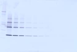 TNFRSF11B Polyclonal Antibody, PeproTech , Invitrogen:Antibodies, Polyclonal